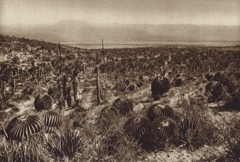 Mexico: Sierra de Tehuacan, I den forreste del "Echinocactus grandis" (s/h-foto) af Hugo Brehme