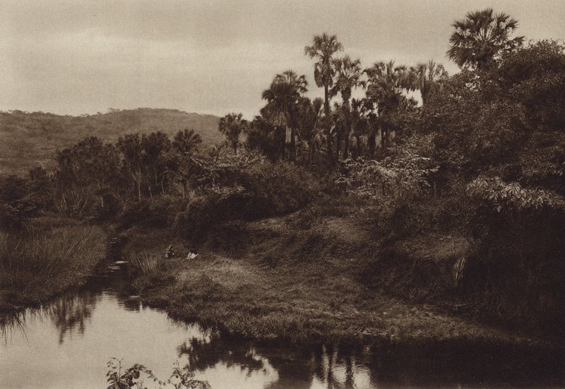 Mexico: Tamasopo, palmelandskab (s/h-foto) af Hugo Brehme
