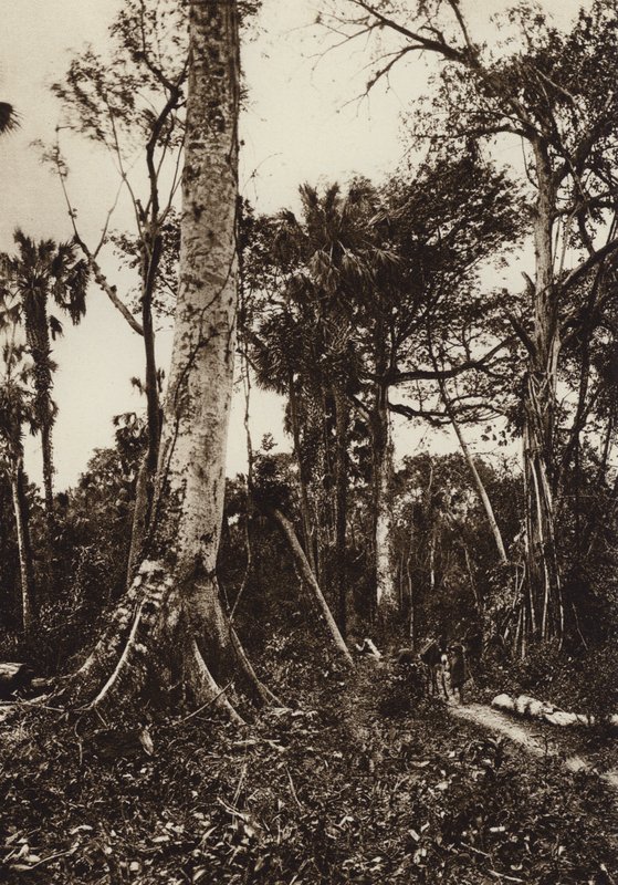 Mexico: Tamasopo, Panorama af urskov (s/h-foto) af Hugo Brehme