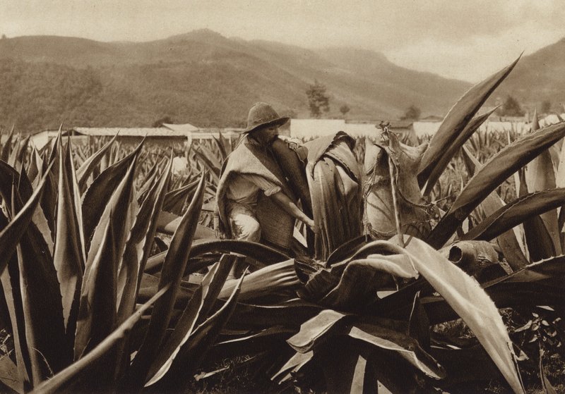 Mexico: Tlachiquero suger pulque fra en agaveplante (s/h-foto) af Hugo Brehme