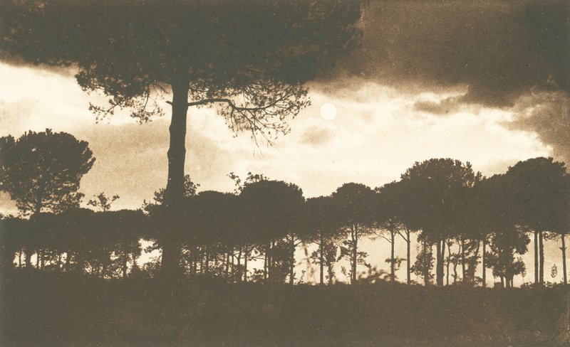 Ravenna, La Pineta di Classe (s/h-foto) af Italian Photographer