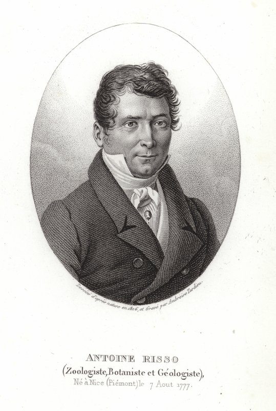 Antoine Risso af Italian School
