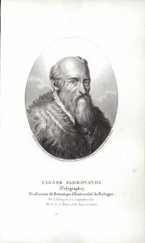 Ulisse Aldrovandi af Italian School