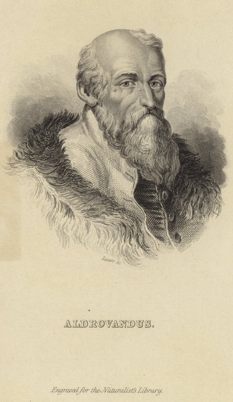 Ulisse Aldrovandi af Italian School