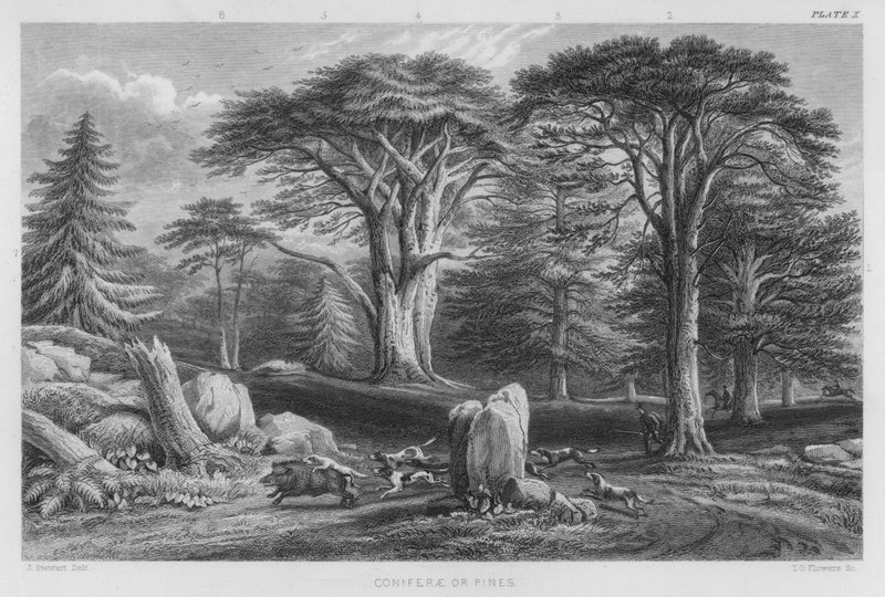 Nåletræer eller fyrretræer (farvet gravering) af J. (after) Stewart