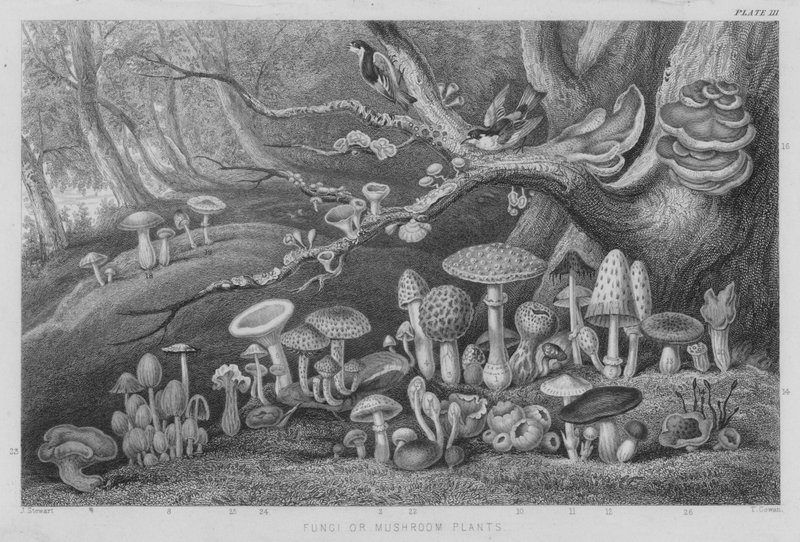 Svampe eller svampeplanter (farvet indgravering) af J. (after) Stewart
