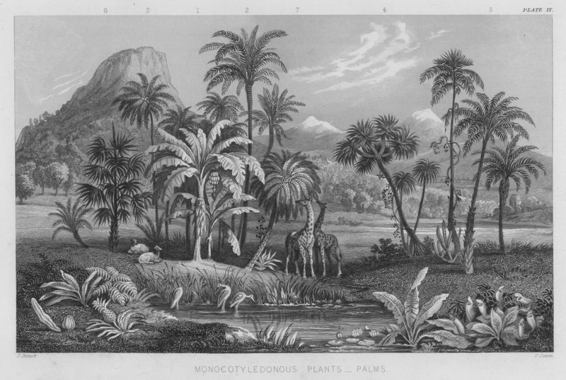 Enkimbladede planter, palmer (farvet indgravering) af J. (after) Stewart
