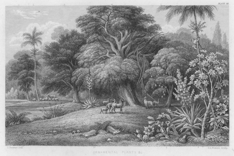 Prydplanter osv. (farvet gravering) af J. (after) Stewart