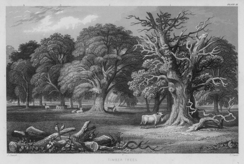 Trætræer (farvet gravering) af J. (after) Stewart