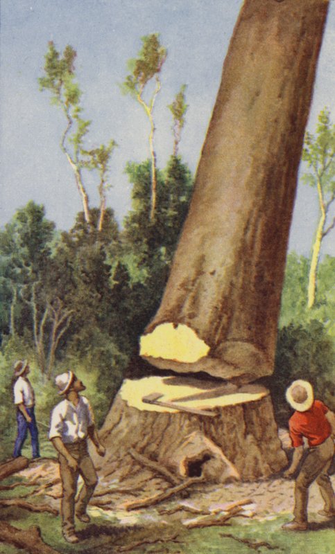Fældning af kauri fyr (farve litho) af J. Macfarlane