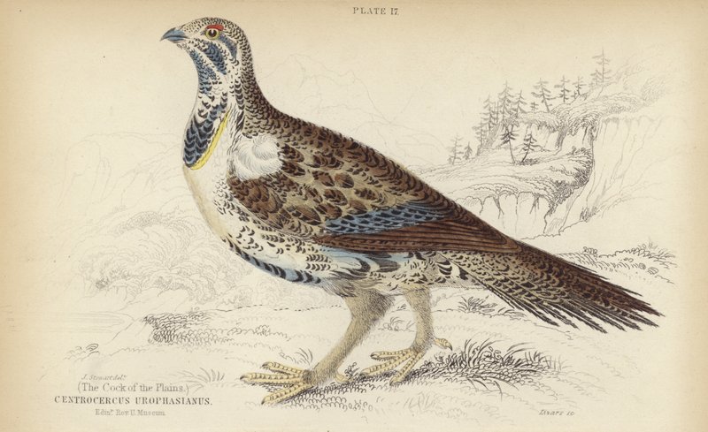 Centrocercus Urophasianus af J. Stewart