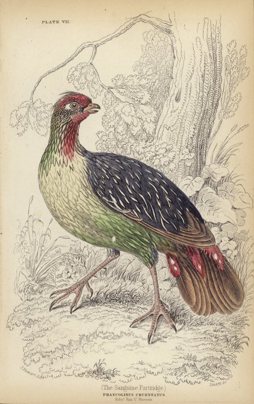 The Sanguine Patridge af J. Stewart