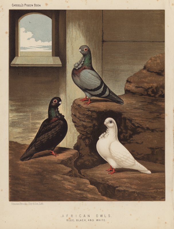 Duer: Afrikanske ugler, blå, sorte og hvide (farve litho) af J. W. (after) Ludlow