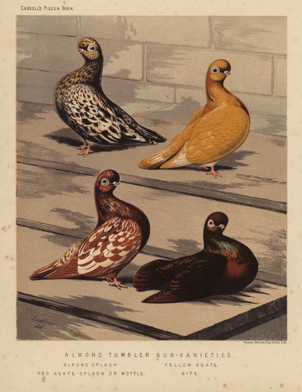 Duer: Undersorter af mandeltumler, mandelstænk, gul agat, rød agatstænk eller plettet, drage (farve litho) af J. W. (after) Ludlow