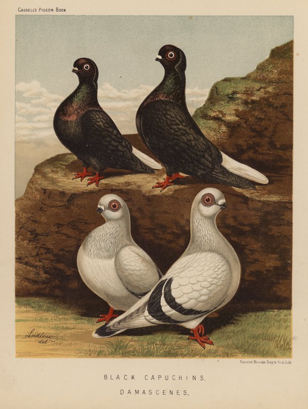 Duer: Sorte Kapuciner; Damascener (farve litho) af J. W. (after) Ludlow