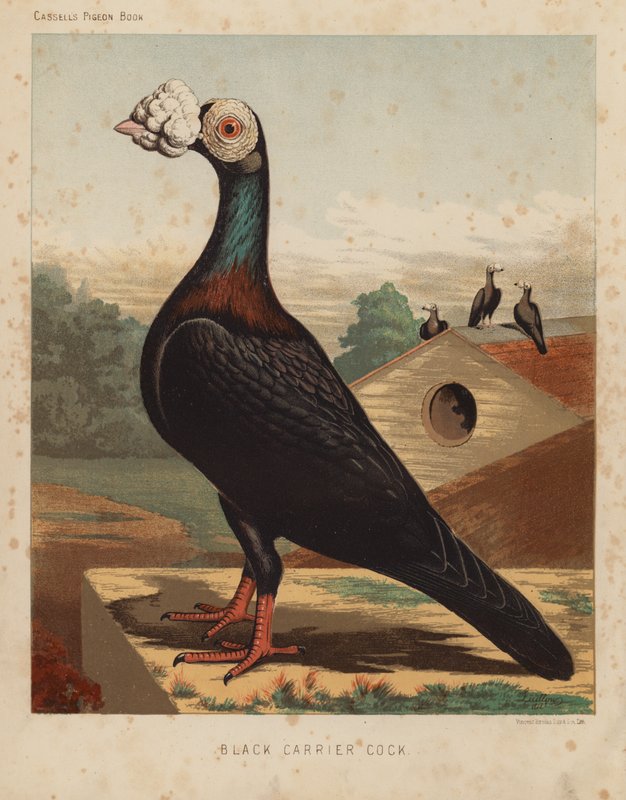 Duer: Sort bærehane (farve litho) af J. W. (after) Ludlow