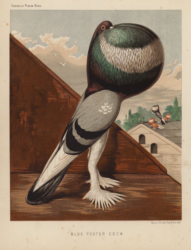 Duer: Blue Pouter Cock (farve litho) af J. W. (after) Ludlow