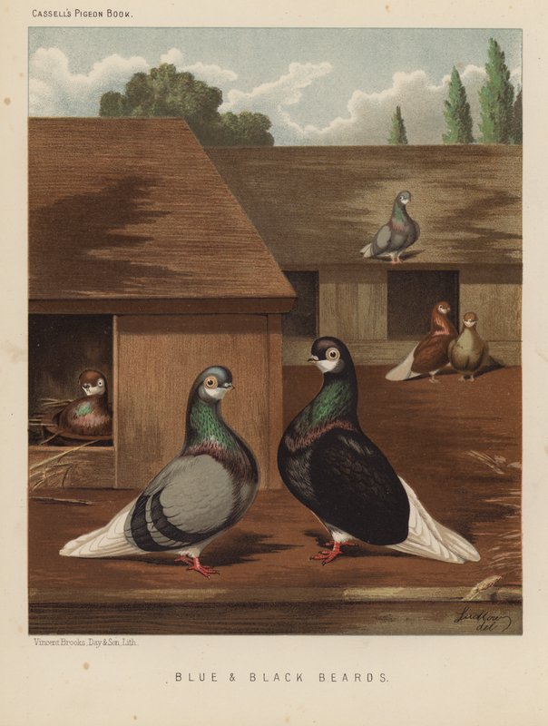 Duer: Blå og sorte skæg (farve litho) af J. W. (after) Ludlow