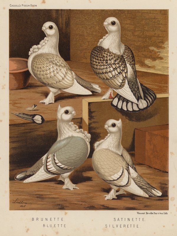 Duer: Brunette; satinette; Bluette; Silverette (farve litho) af J. W. (after) Ludlow