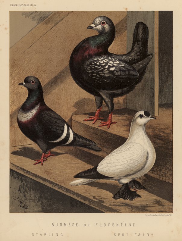 Duer: burmesiske eller florentinske; Stær; Spot Fairy (farve litho) af J. W. (after) Ludlow