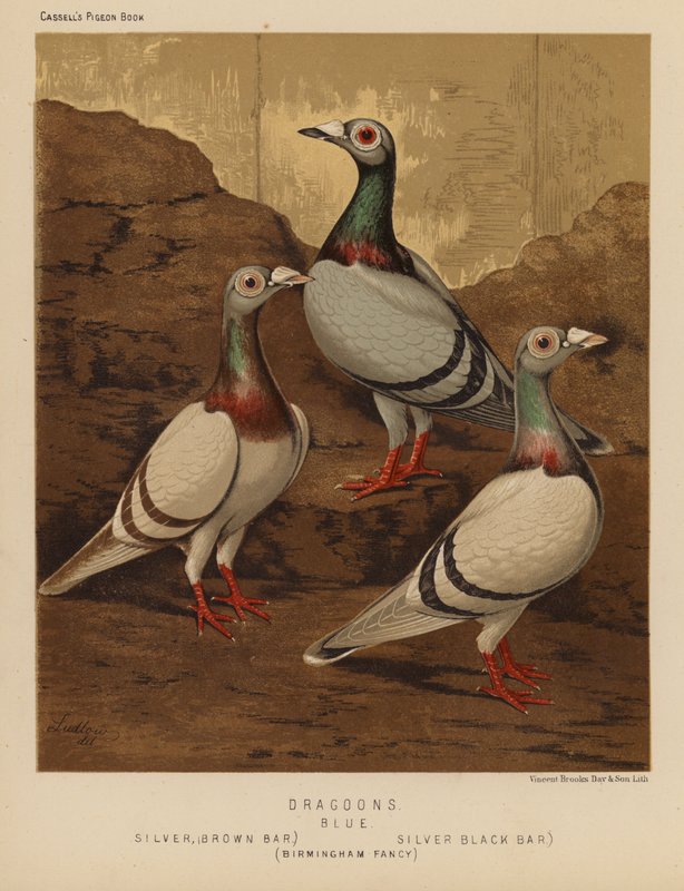 Duer: Dragoons, Blå, Sølv, Brown Bar, Sølv, Black Bar, Birmingham Fancy (farve litho) af J. W. (after) Ludlow
