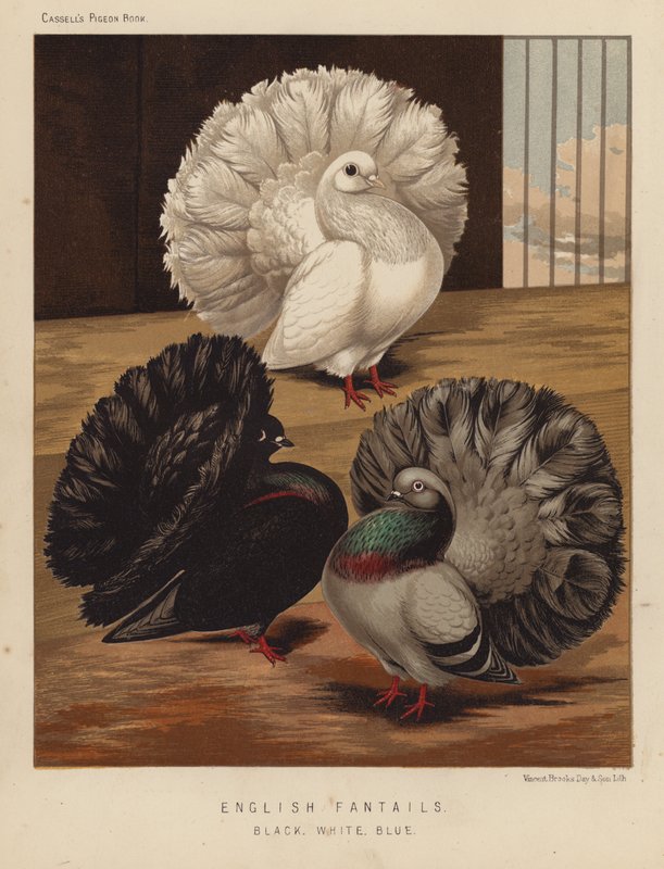 Duer: Engelske Fantails, Sort, Hvid, Blå (farve litho) af J. W. (after) Ludlow