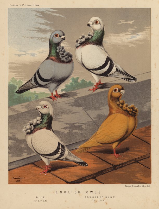 Duer: Engelske ugler, blå, pulverblå, sølv, gul (farve litho) af J. W. (after) Ludlow