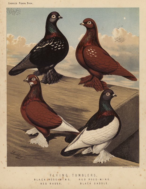 Duer: Flyvende tumblere, sort rosenvinge, rød rosenvinge, rødt emblem, sort sadel (farve litho) af J. W. (after) Ludlow