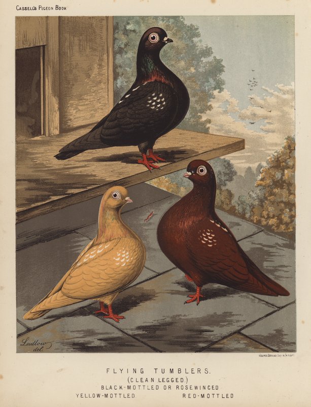Duer: Flyvende tumblere, rene ben, sortbrogede eller rosenvingede, gulbrogede, rødbrogede (farve litho) af J. W. (after) Ludlow