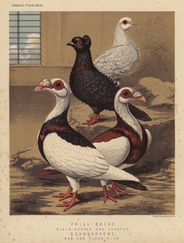 Duer: Frylleryg, glathovedet og krumpet; Scandaroons, røde og sorte pied (farve litho) af J. W. (after) Ludlow