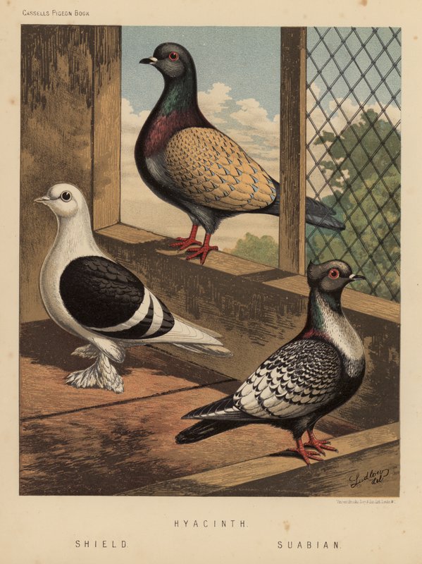 Duer: Hyacint; Skjold; Suabian (farve litho) af J. W. (after) Ludlow
