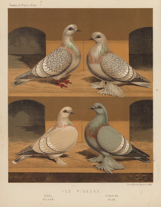 Duer: Isduer, Ural, Sibirisk, Sølv, Blå (farve litho) af J. W. (after) Ludlow