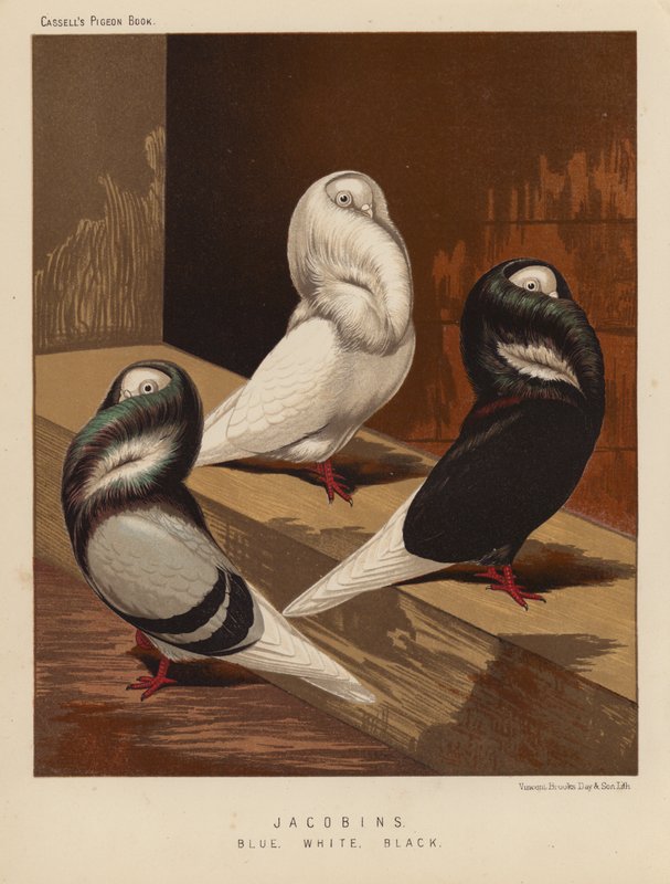 Duer: jakobiner, blå, hvid, sort (farve litho) af J. W. (after) Ludlow