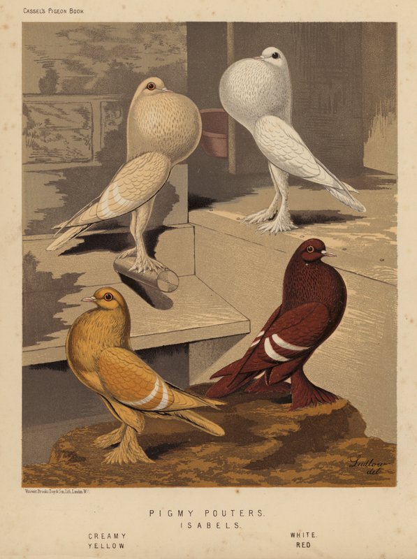 Duer: Pigmy Pouters; Isabels, cremet, hvid, gul, rød (farve litho) af J. W. (after) Ludlow