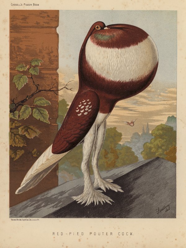 Duer: Red-Pied Pouter Hane (farve litho) af J. W. (after) Ludlow