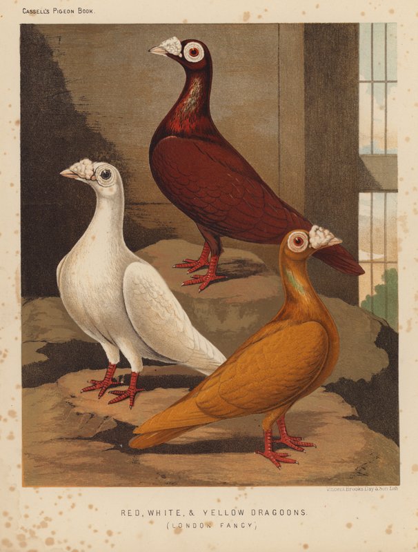 Duer: Røde, hvide og gule dragoner, London Fancy (farve litho) af J. W. (after) Ludlow