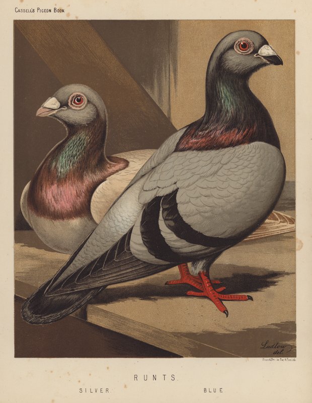 Duer: Runts, Sølv, Blå (farve litho) af J. W. (after) Ludlow
