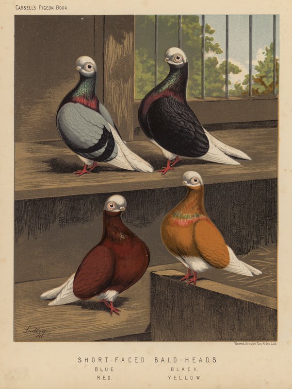 Duer: Kortansigtede skaldede hoveder, blå, sorte, røde, gule (farve litho) af J. W. (after) Ludlow