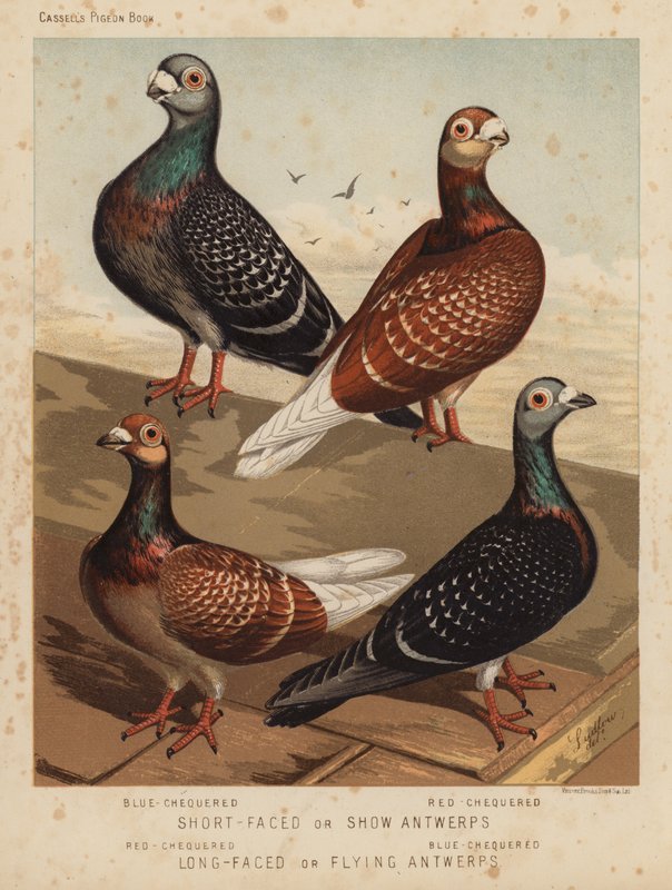 Duer: Kortansigtede eller Show-antwerpen, blåternede, rødternede; Langansigtede eller flyvende Antwerpener, rødternet, blåternet (farve litho) af J. W. (after) Ludlow