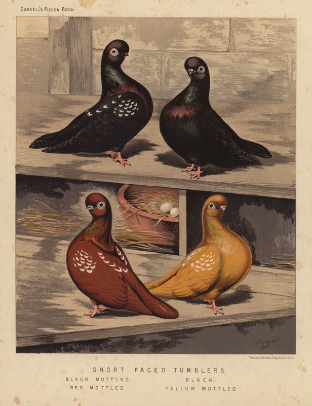 Duer: Tumbler med kort ansigt, sortbroget, sort, rødbroget, gulbroget (farve litho) af J. W. (after) Ludlow
