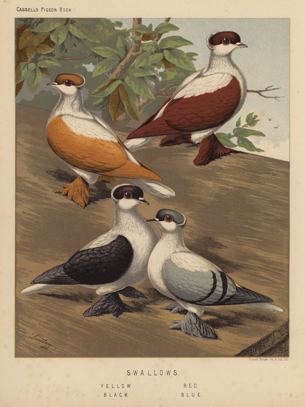 Duer: Svaler, gul, rød, sort, blå (farve litho) af J. W. (after) Ludlow