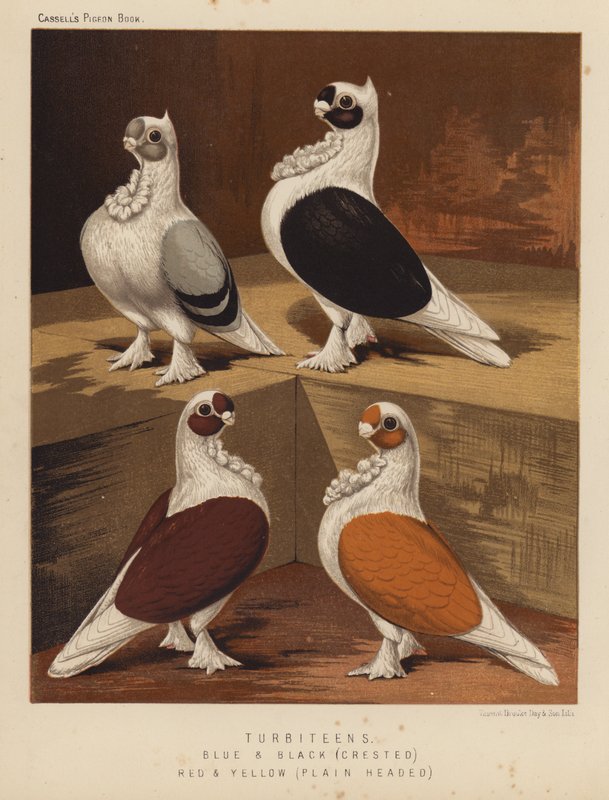 Duer: Turbiteens, blå og sorte, cremede, røde og gule, almindelige hoveder (farve litho) af J. W. (after) Ludlow