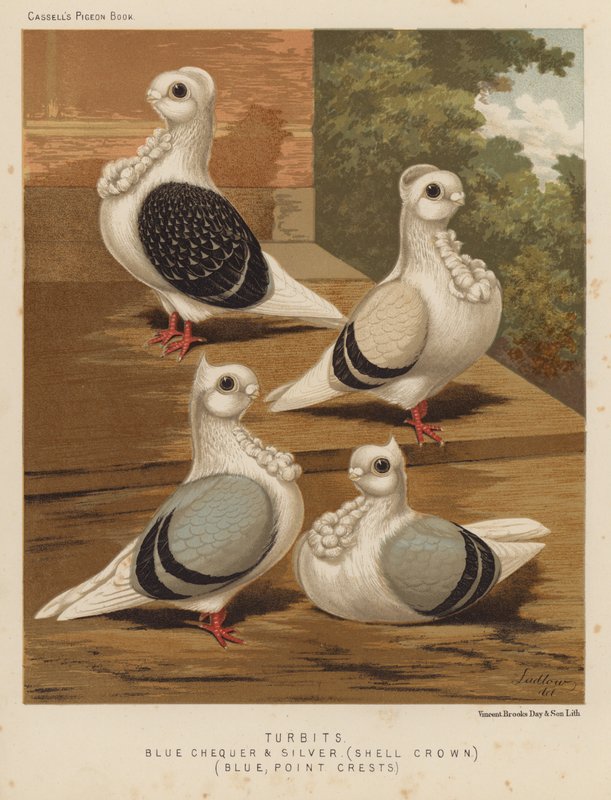 Duer: Turbits, Blue Checker og Silver, Shell Crown, Blue, Point Crests (farve litho) af J. W. (after) Ludlow