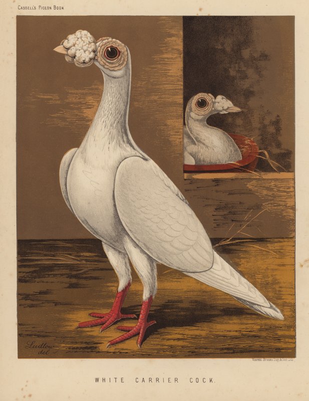 Duer: Hvid bærehane (farve litho) af J. W. (after) Ludlow