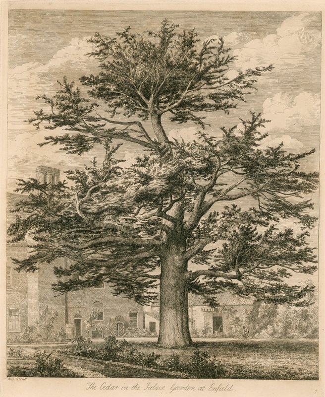 Cedar i Palace Garden i Enfield, Middlesex af Jacob George Strutt
