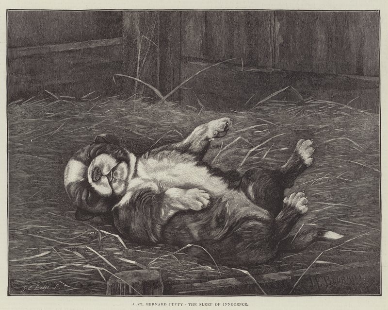 En St. Bernard-hvalp, uskyldens søvn af James E. Bourhill