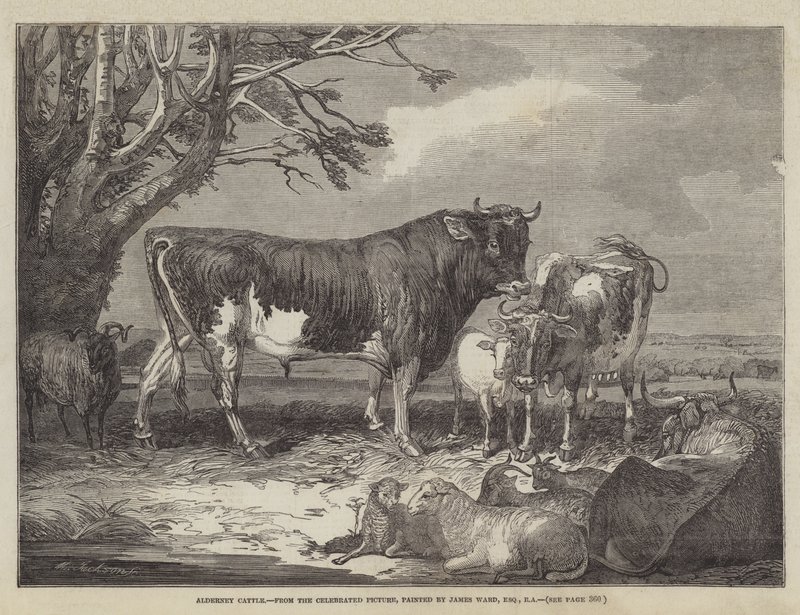 Alderney Kvæg af James Ward