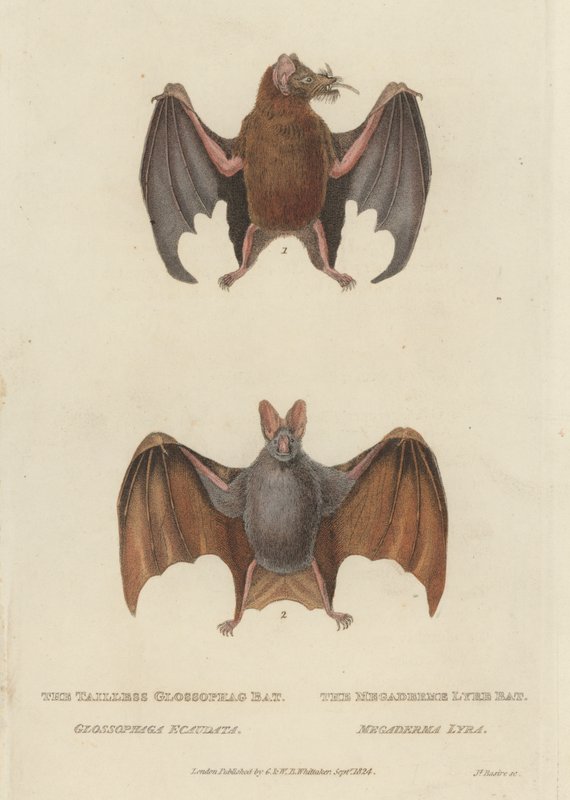 Haleløs Glossophag Bat og Megaderme Lyre Bat (farvet indgravering) af James (after) Basire