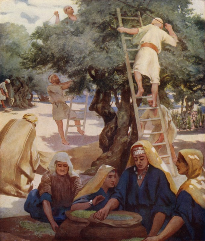 Olivengård af James Clark
