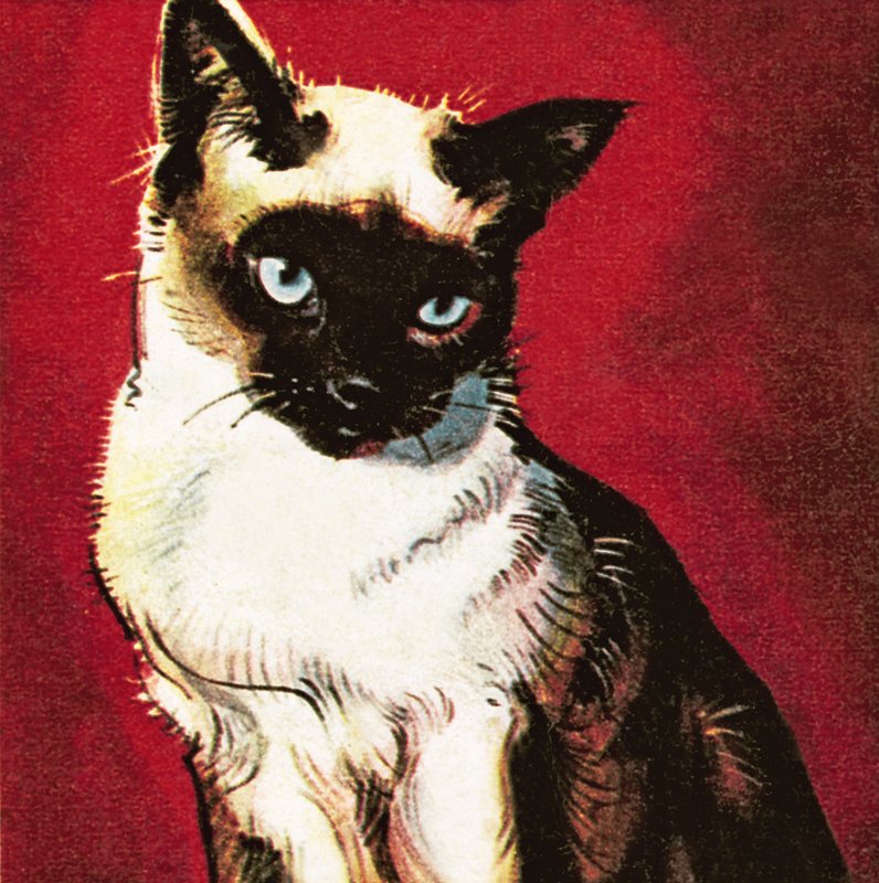 Siamesisk kat af James Edwin McConnell